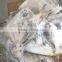 FROZEN SILVER POMFRET / FROZEN BLACK POMFRET