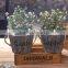 Newest Design Hanging Plant Bonsai Bonsai Plants For Sale