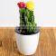 Colorful office desk decoration cactus