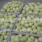 Chinese Golden Apples Fruit 20kg Ctn