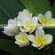 White Flowers Plumeria
