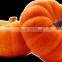 Manufacture high quality Pumpkin Seed Oil lower blood lipid