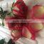 Fresh Cut Flower Roses types of fresh rose flower for festive gift