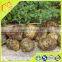green raw propolis of 40% propolis
