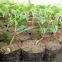 Rootstock seeds for watermelon and melon planting