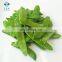 IQF Snow Peas Frozen Pea pods