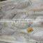 Frozen Whole Round Butterfish
