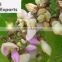 Enviro Karanja Oil ; Pure Karanja Seed Oil From Natural Enviro