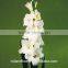 Best Hot Sale fresh cut flowers gladiolus in china From Kunming supplier
