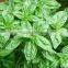 100% Pure Basil Oil | Basil Essential Oil For Export