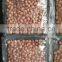New Crop Good Quality of Peanuts Kernel