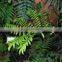 Easy to breed foliage plant Archangiopteris hokouensis