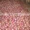 2014 New Crops Fresh Pink Onion
