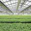 Agriculture /garden Commercial Greenhouse For Sale