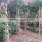 lagerstroemia indica 1.7m trunk height D5-6cm flower season