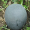 Seedless black skin hybrid watermelon seeds