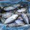 Landing frozen Bigeye scad Selar curmenophthalmus