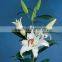 Supply high quality fresh cut oriental white lily with fast delivery