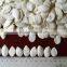 New Crop of Snow white pumpkin seeds With Various Sizes