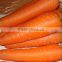 fresh carrot 2016 crop