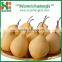 New Seasonal Chinese Sweet Pear Yali pear/China YA Pear/Pear Prices