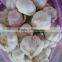 Different Size Fresh Garlic