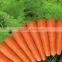 FRESH CARROT SHANDONG 2013 NEW CORP