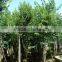 Blooming Bauhinia Variegata L of Outdoor Decorative Ornamental Landscape Plants