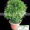 Evergreen Foliage Fagraea Ceilanicaof Outdoor Indoor Landscaping Decorative Ornamental Plants