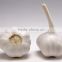 China Golden Supplier Wholesale Garlic with High Quality