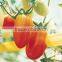 High yield high quality high resistant tasty Tomato and bright red Cherry tomato seeds for planting