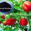 Natural Ascophyllum Nodosum Sargassum Fertilizer Seaweed Extract