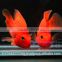 Red Parrot Cichlid Fish Farm For Sale and Export