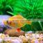 Golden Tiger Barb Fish For Sale and Export