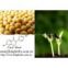 Soybean Extract