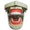 Dental Surgery Practice Model Head Simulation Phantom Head for Teaching