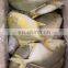 golden pompano frozen golden pompfret frozen golden pompano fish trachinotus ovatus