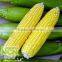 great sweet corn cob with quite low price