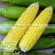 hot sell-frozen sweet corn cob