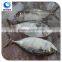 wholesale frozen fish Indian mackerel whole round