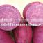NEW CROP FOR Fresh Sweet Potato WITH HIGH QUALITY AND COMPETITIVE PRICE