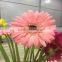 Hot Sale Gerbera Fresh Flower Decoration