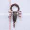 Pearl Powder 4 inch Plastic Scorpion Toys Magnet, Halloween Gift