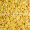 Price of iqf fresh frozen sweet corn