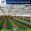 The high quality multi-span PC sheet tomato greenhouse
