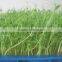 Hydroponics Animal Fodder Machine Green Feed Livestock Fodder sprout machine hydroponic fodder system