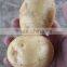 Fresh Potato