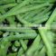 Best price of broad green beans for hot sale and best quality beans for sale