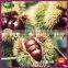 2015 Best Organic Chinese Fresh Raw Chestnuts - Organic Materials for Frozen Chestnuts