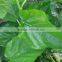 GMP Factory Supply 100% Natural Mulberry Leaf Extract